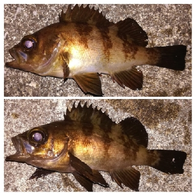 メバリング1855〜2050