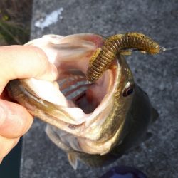 紀の川釣行！！