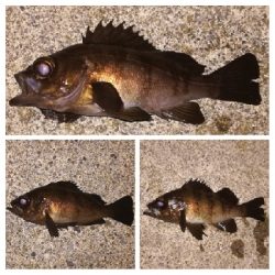 メバリング1855〜2015