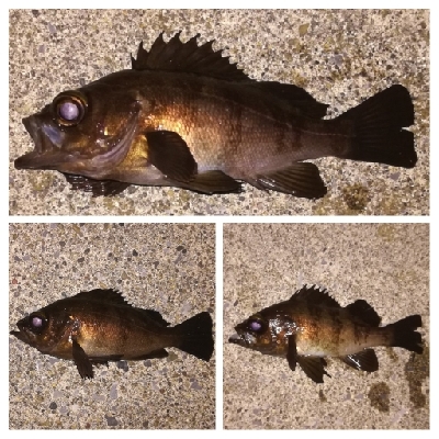 メバリング1855〜2015