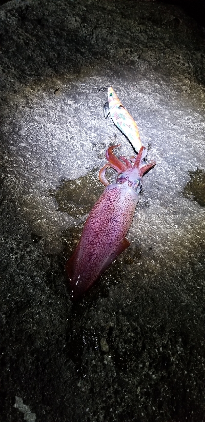 今年初エギング