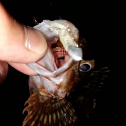 2020年3月25日釣行