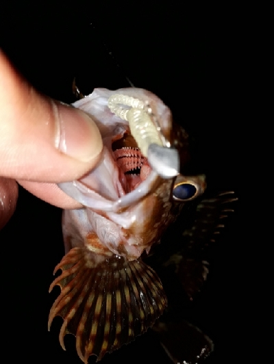 2020年3月25日釣行