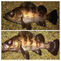 メバリング1840〜1920 2110〜2140