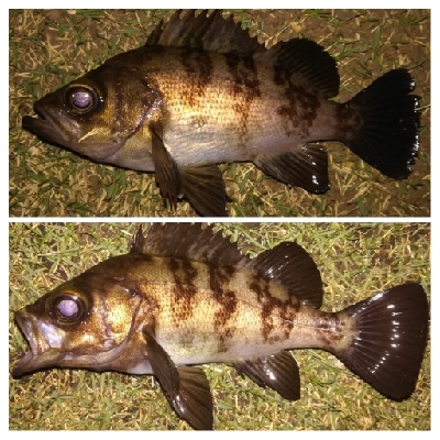 メバリング1840〜1920 2110〜2140