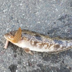 ようやく魚の姿が見れた