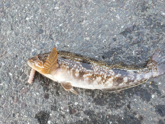 ようやく魚の姿が見れた