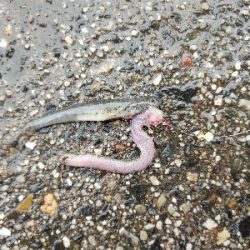 雨上がり狙いでカレイ釣り