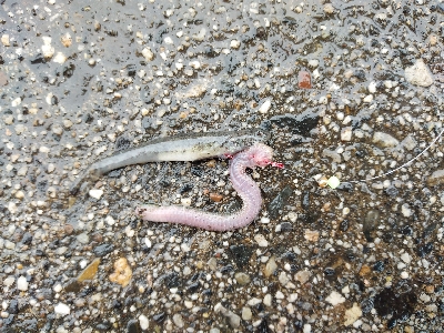 雨上がり狙いでカレイ釣り