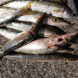 まだ、居ました❗