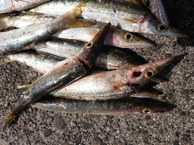 まだ、居ました❗