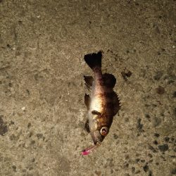 今日は渋かった