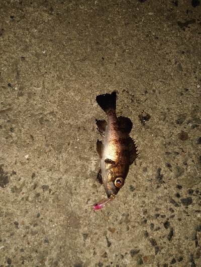 今日は渋かった