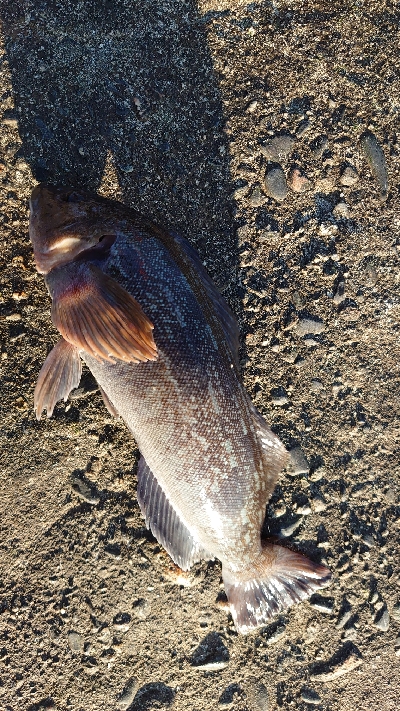 2020年初フィッシュ。アイナメ