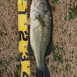 またグリマーで1本