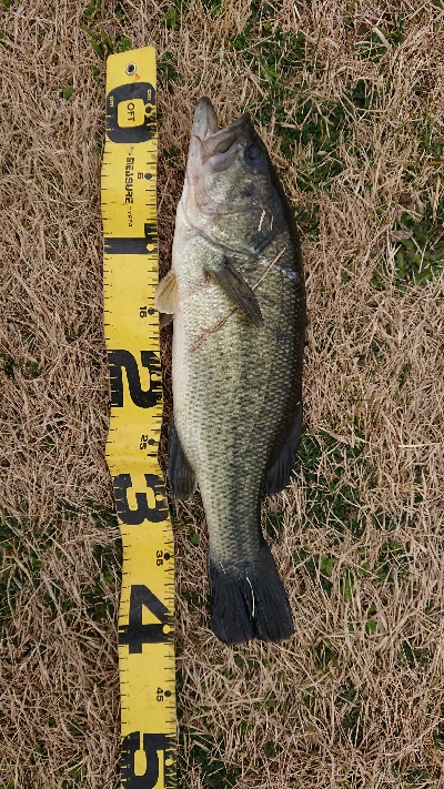 またグリマーで1本