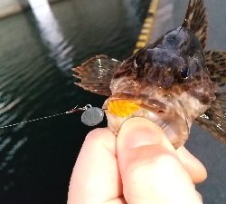 2020年3月5日釣行in箱崎ふ頭