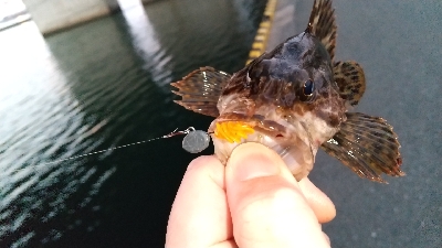 2020年3月5日釣行in箱崎ふ頭