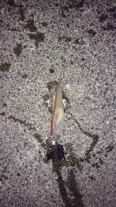 やっと釣れたー！