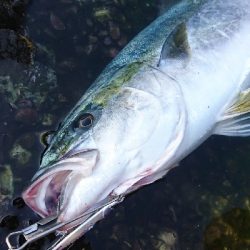 粘って粘ってなんとかゲット!