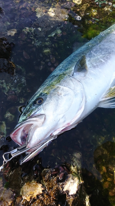 粘って粘ってなんとかゲット！