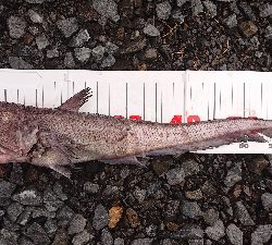 トロ丸で中深海ジギング