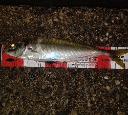 久しぶりの尺アジ&良型メバル