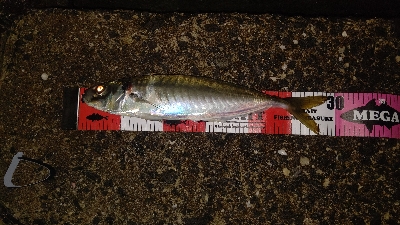 久しぶりの尺アジ&良型メバル