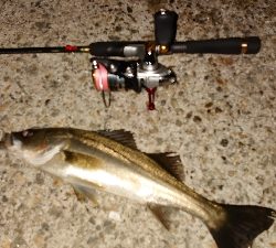 マイクロベイトパターン?！