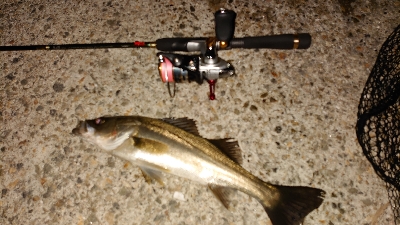 マイクロベイトパターン?！