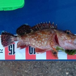 久しぶりの尺アジ!