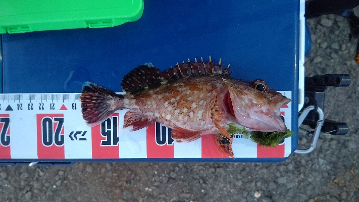 久しぶりの尺アジ！