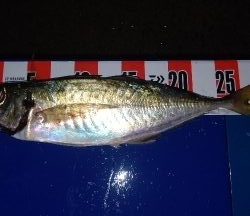 アジング終盤戦!まだまだ尺アジ狙えます!!