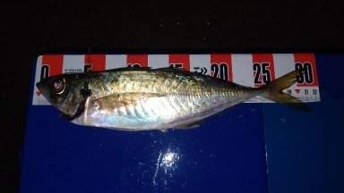 アジング終盤戦!まだまだ尺アジ狙えます!!