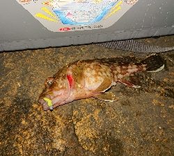 今年初のガシリング