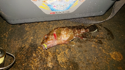 今年初のガシリング