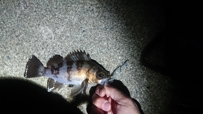 短時間で爆釣！