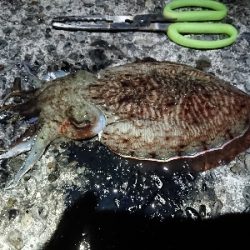 安定のコウイカ!