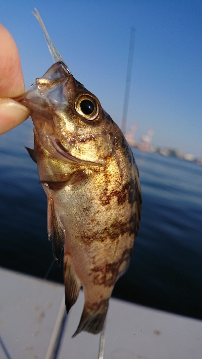 南港ガシリング