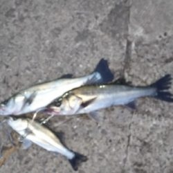 サイズが物足りない