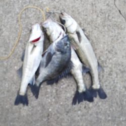 エビ撒きハマリすぎ