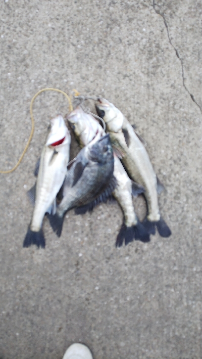 エビ撒きハマリすぎ