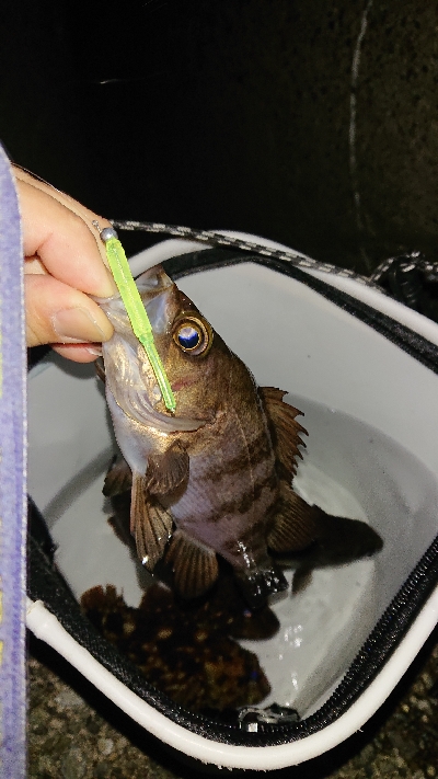 短時間入れ食い！
