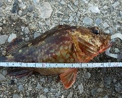 のんびり穴釣り