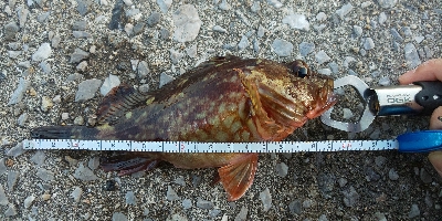 のんびり穴釣り