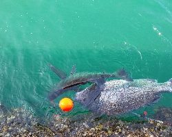 大入島の沖堤防にて年なし