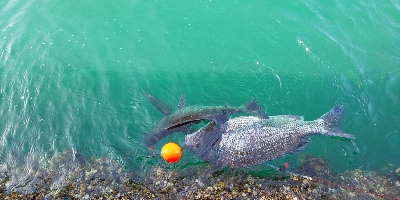 大入島の沖堤防にて年なし
