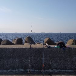 サバはどこへ…