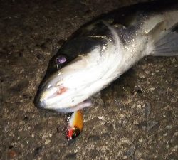 地球温暖化 苔 薄い