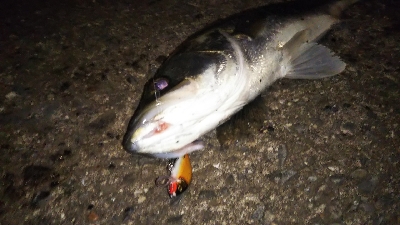 地球温暖化 苔 薄い